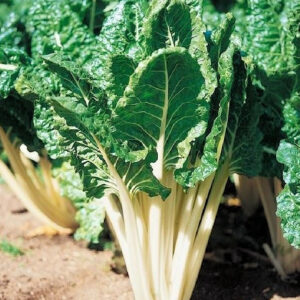 Lucculus Swiss Chard (4-Pack)