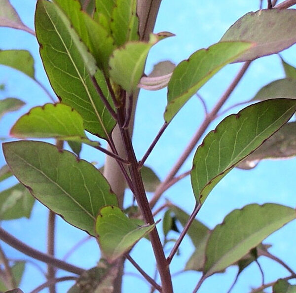 Quillquina