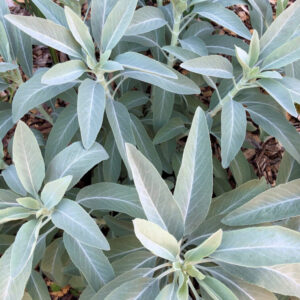 White Sage