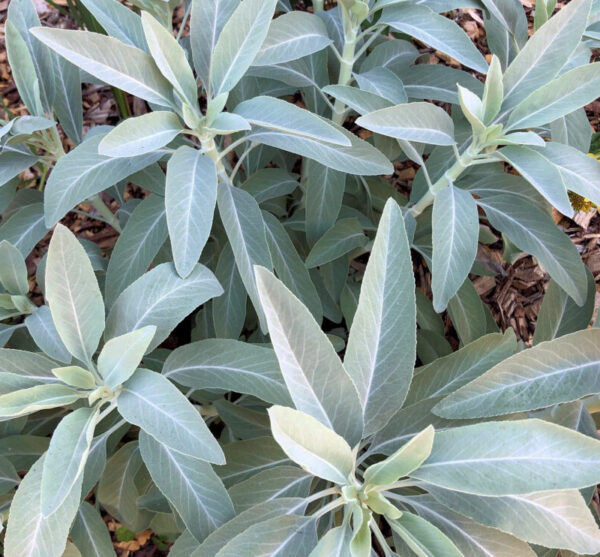 White Sage
