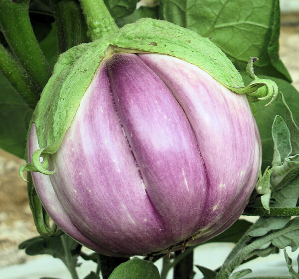 Rosa Bianca