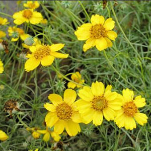 Greenthread, Navajo / Hopi Tea