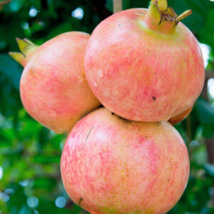 Russian Pomegranate Salavatski