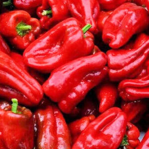 Ausioloio Thin Skin Italian