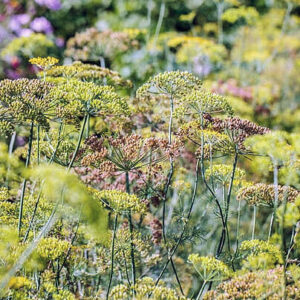 Bronze Fennel