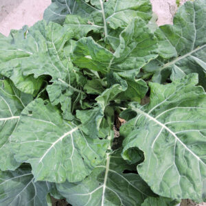 Ellen Felton Dark (4-Pack)