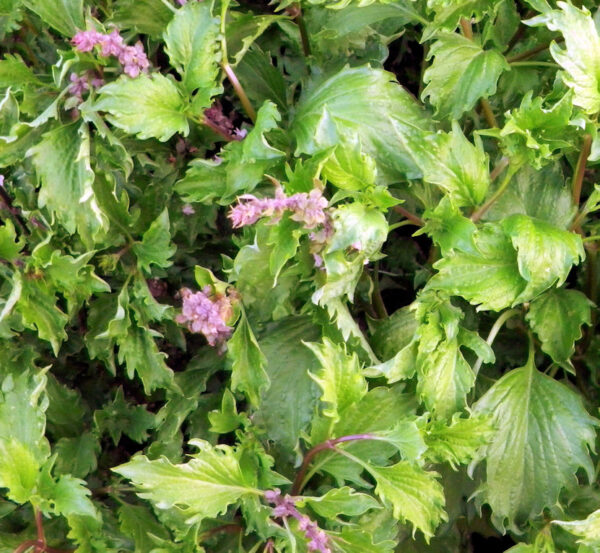 Mrihani Basil