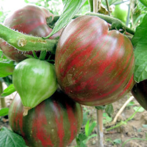 Dwarf Purple Heartthrob