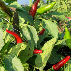 Paprika (Svegedi Hungary)