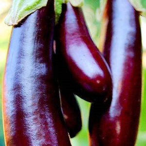 Violetta Di Rimini Eggplant