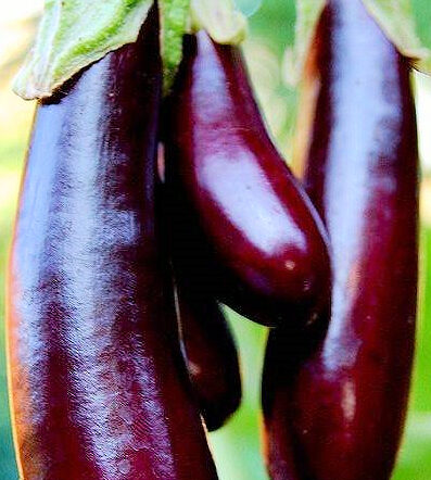 Violetta Di Rimini Eggplant