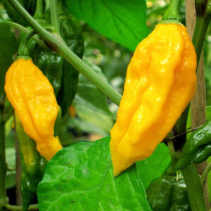 Fatalii