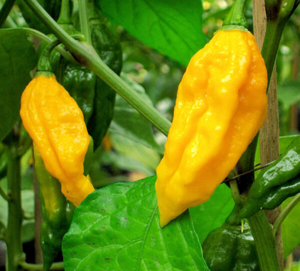 Fatalii