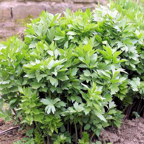Lovage