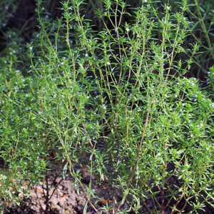 Summer Savory