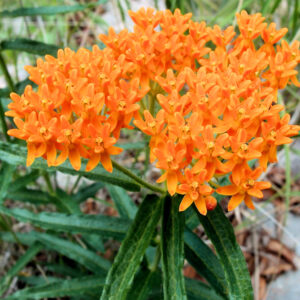 Butterfly Weed