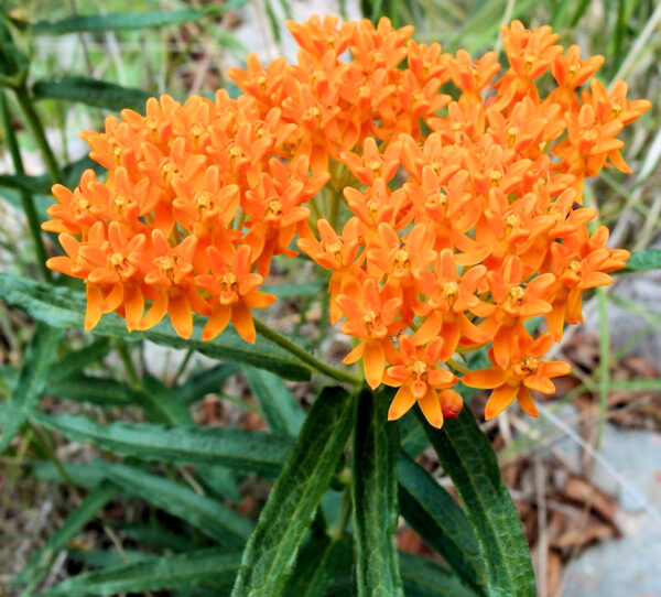 Butterfly Weed