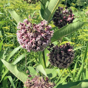 Common Milkweed