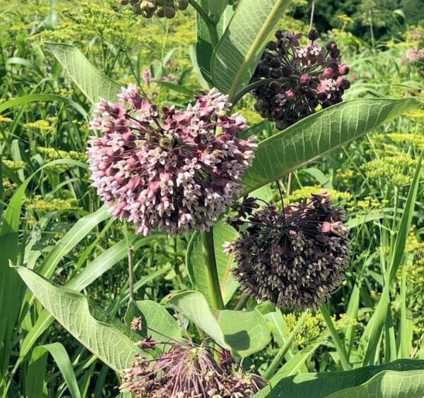 Common Milkweed