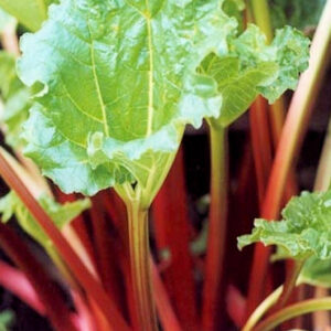 Rhubarb, Victoria