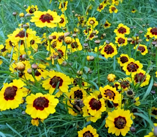 Dyer's Coreopsis
