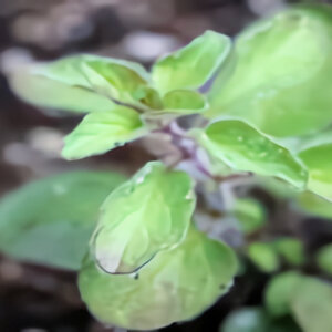 Greek Oregano