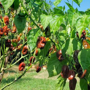 Chocolate Scotch Bonnet Pepper