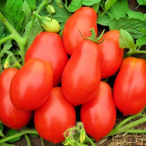 Roma VF, Virginia Select