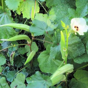 Burmese Okra