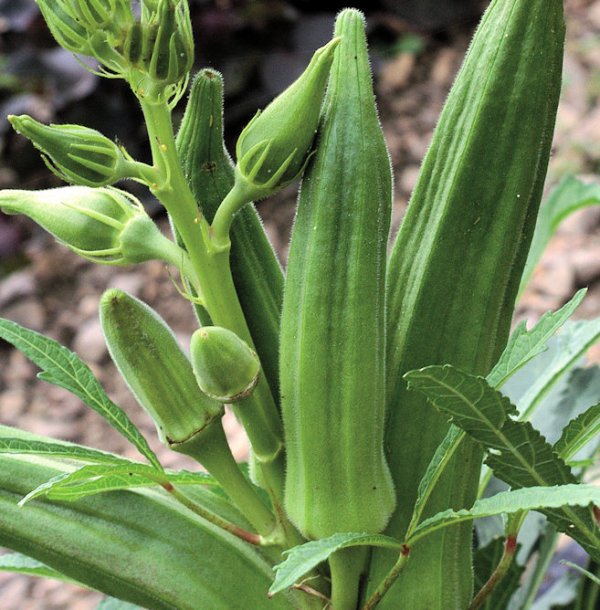 Cajun Jewel Okra