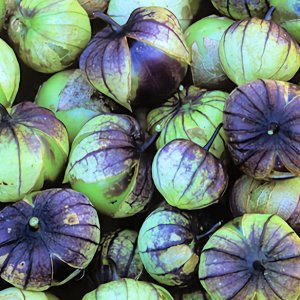 De Milpa (2 plants per pot)