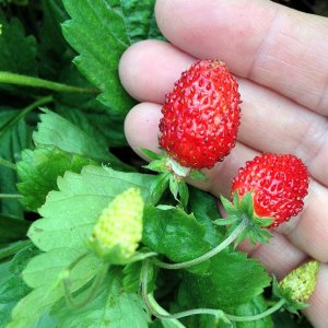Four Season Alpine Strawberry