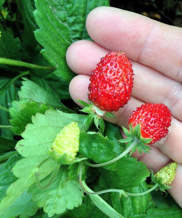 Four Season Alpine Strawberry