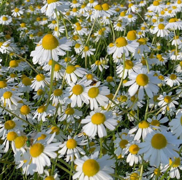 Chamomile, German