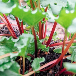 Rhubarb, Glaskins Perpetual