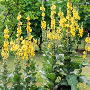 Mullein, Great