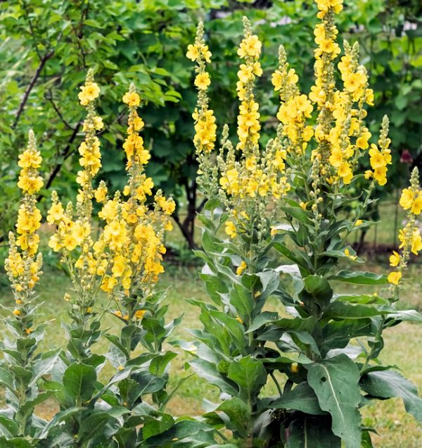 Mullein, Great