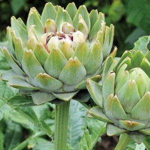 Artichoke, Green Globe