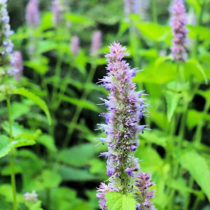 Korean Licorice Mint