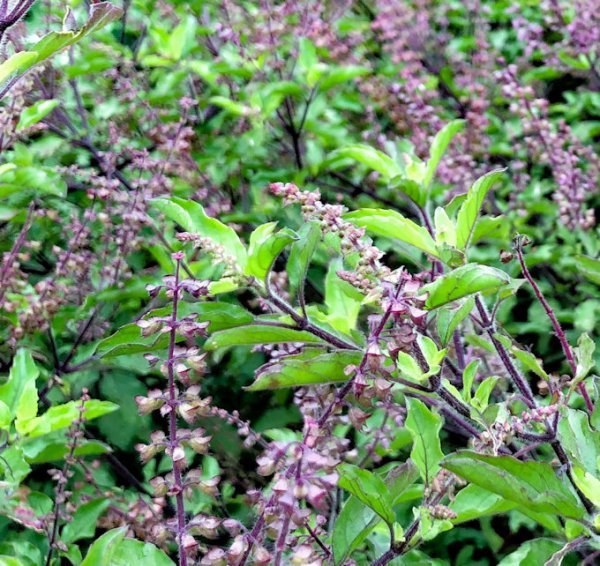 Krapao Red Basil