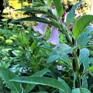 Sesame, Kurogoma Black (4-pack)