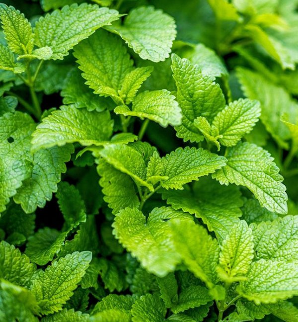 Lemon Balm