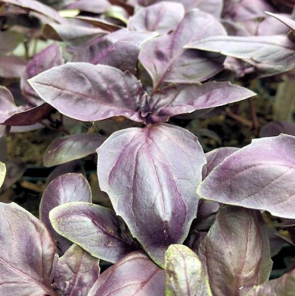 Osmin Purple
