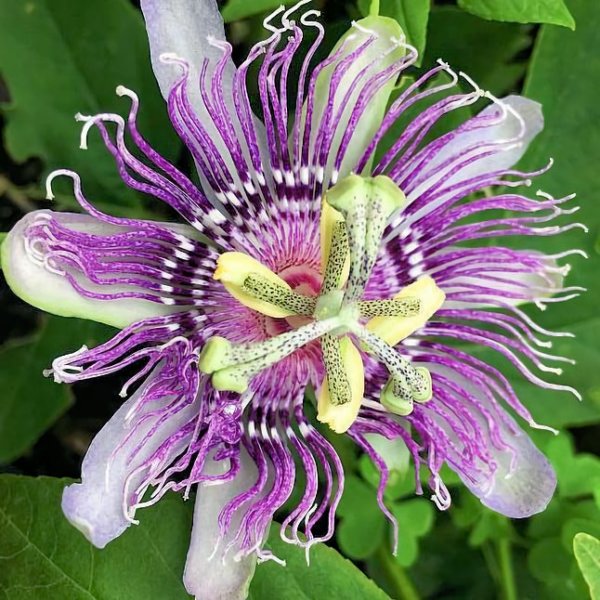 Passionflower