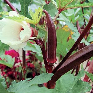 Red Burgundy Okra