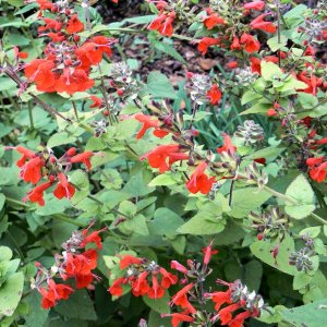 Scarlet Sage Salvia (4 pack)