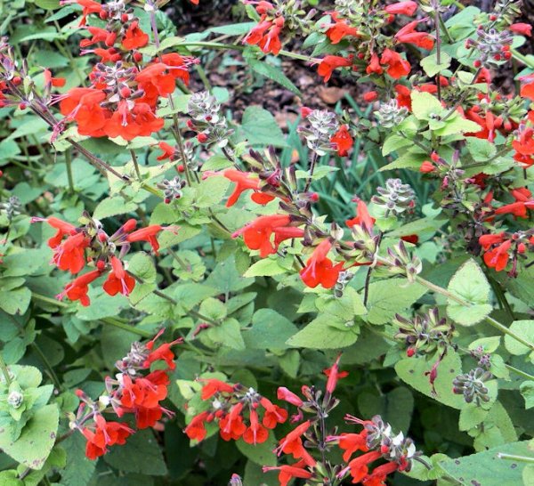 Scarlet Sage Salvia (4 pack)