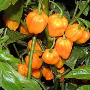 Scotch Bonnet, Orange