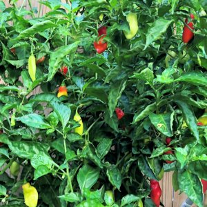 Trinidad Pimento Pepper
