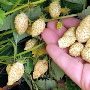 Yellow Wonder, Alpine Strawberry